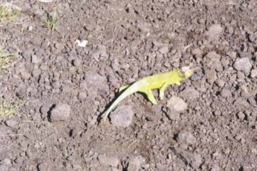 Wild Lizard