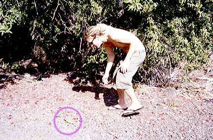 See the Lizard!
