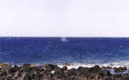 whale blow